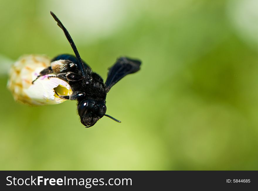 Image of a small honey bee isolated against the background. Image of a small honey bee isolated against the background