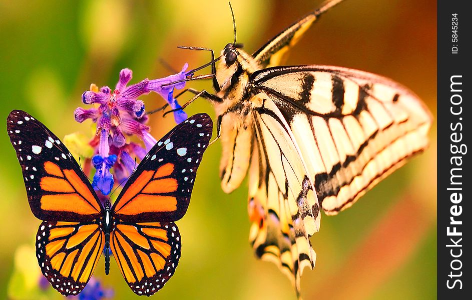 Two butterflies on the meadow. Two butterflies on the meadow