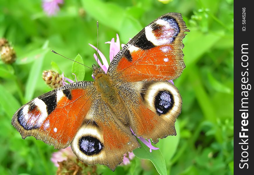 Peacock butterfly