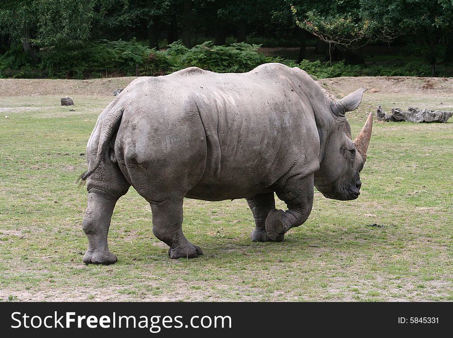 A rhinoceros powerful photo taken back when he goes one step on to a corner in the shade to rest. A rhinoceros powerful photo taken back when he goes one step on to a corner in the shade to rest