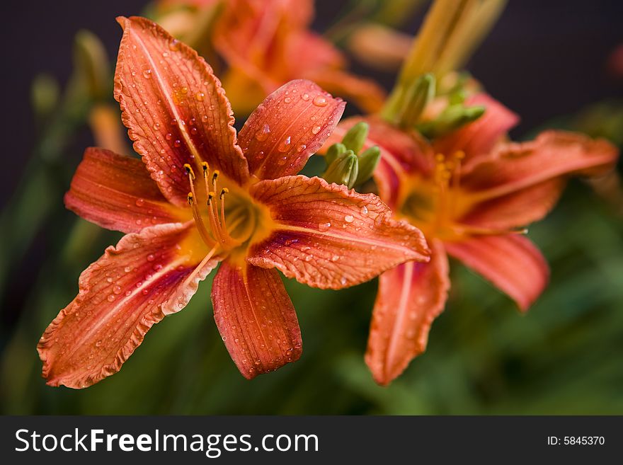Orange lily with water drops on the flower