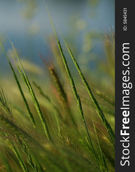 Grass, green , blue , sky , meadow,farm, isolated,ecology,  field, garden, macro