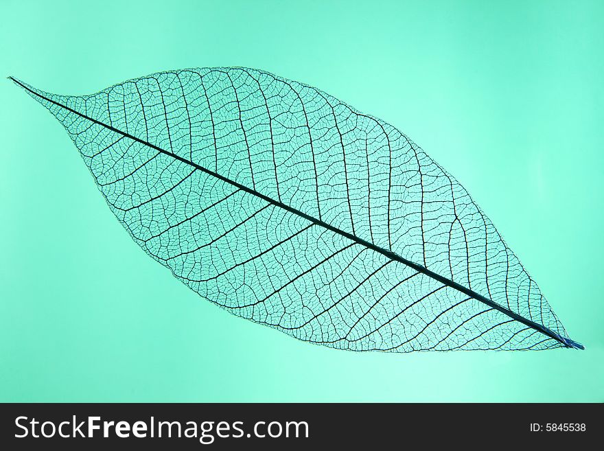 A macro shot showing leaf structure. A macro shot showing leaf structure