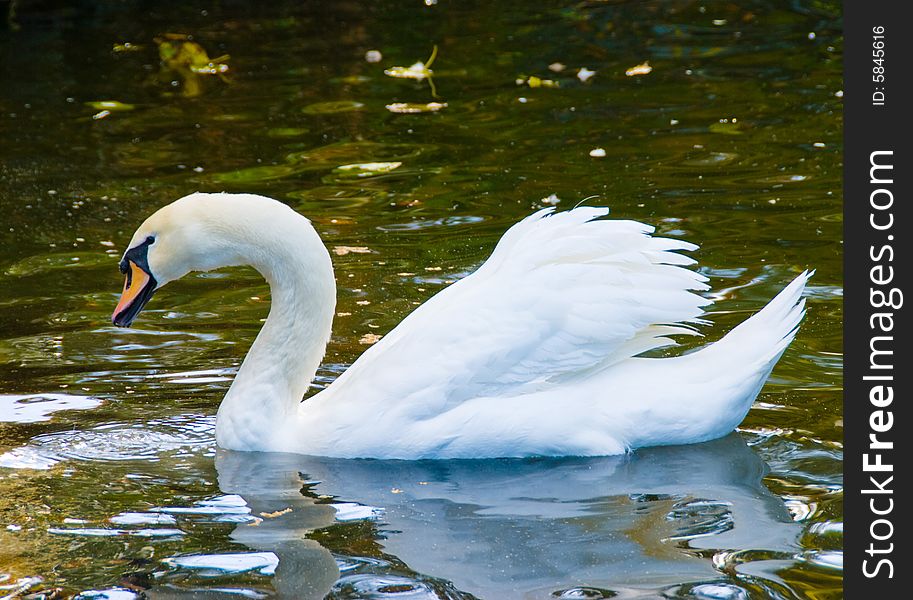 White swan in lake, beautifull. White swan in lake, beautifull