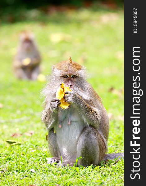 A monkey eating banana on the pasture.