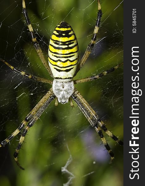 Spider awaiting for dinner on her web