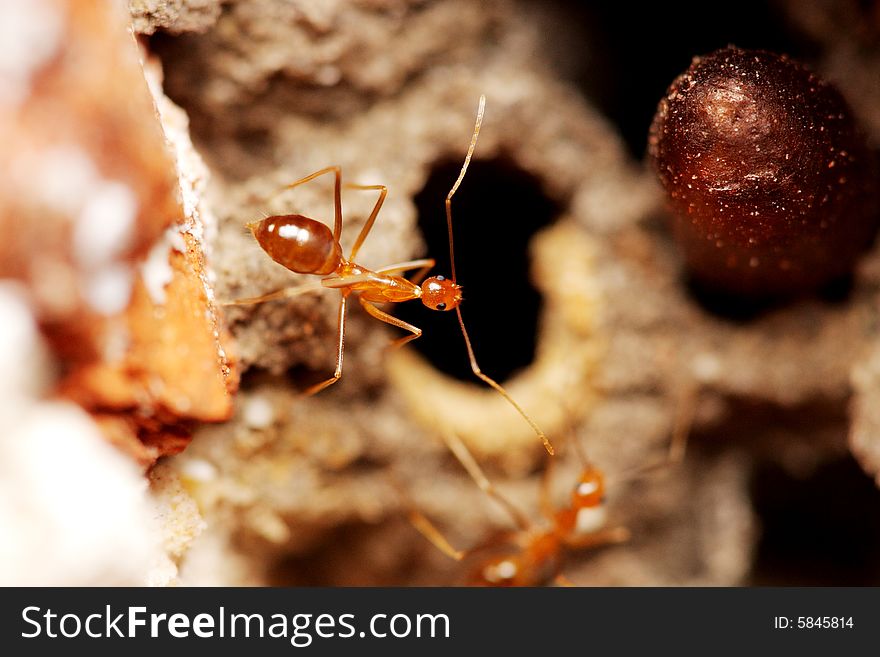 Close up of a weaver ant (oecophylla smaragdina).