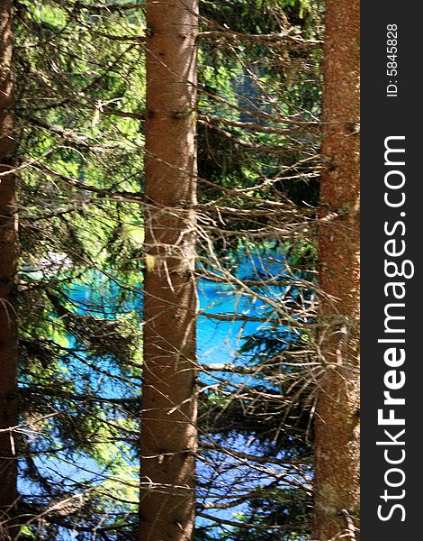 Pine tree trunks and branches on blue lake water. Trentino Alto Adige,  Italy. Pine tree trunks and branches on blue lake water. Trentino Alto Adige,  Italy