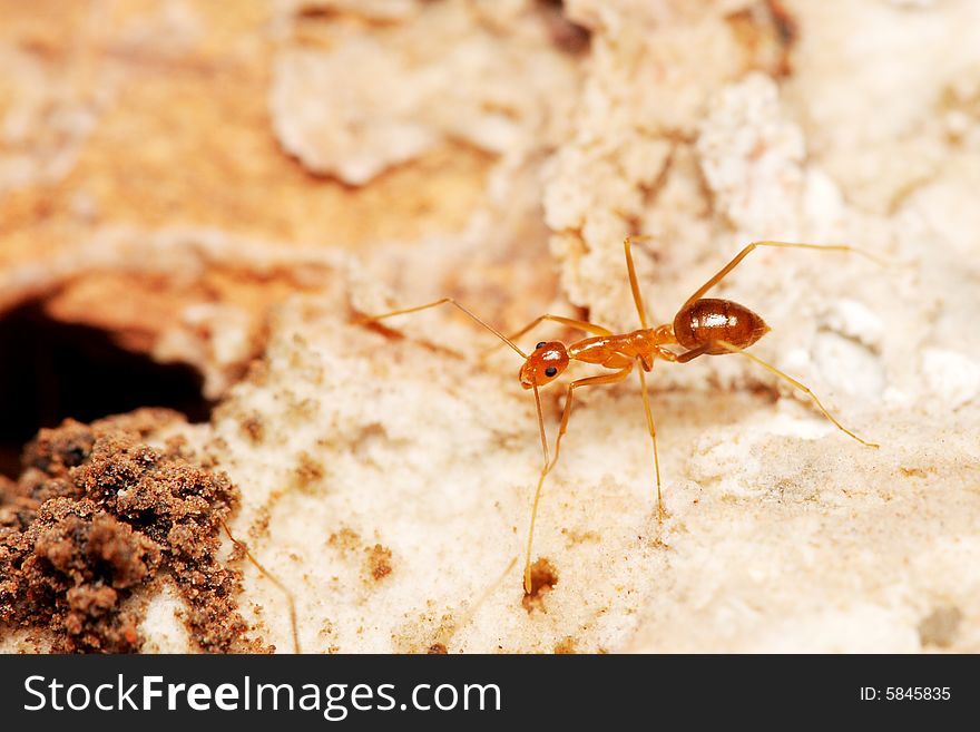 Close up of a weaver ant (oecophylla smaragdina) on brick.