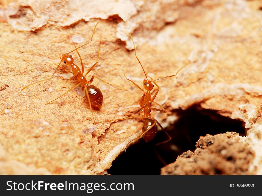 Close up of weaver ants (oecophylla smaragdina) on brick.