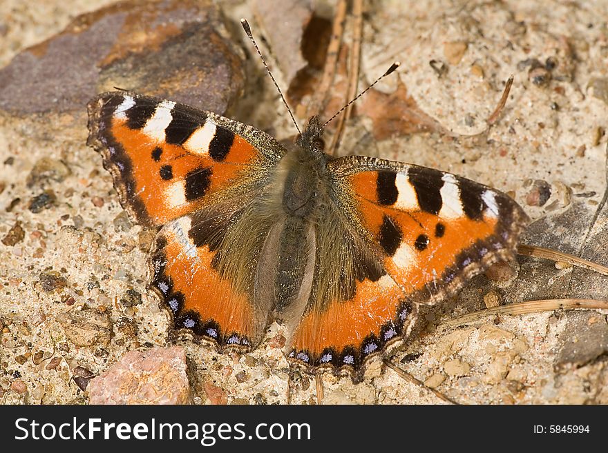 Small tortoise-shell butterfly on ground. Small tortoise-shell butterfly on ground