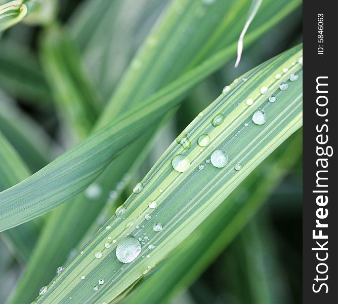Green grass with water drops - macro shot