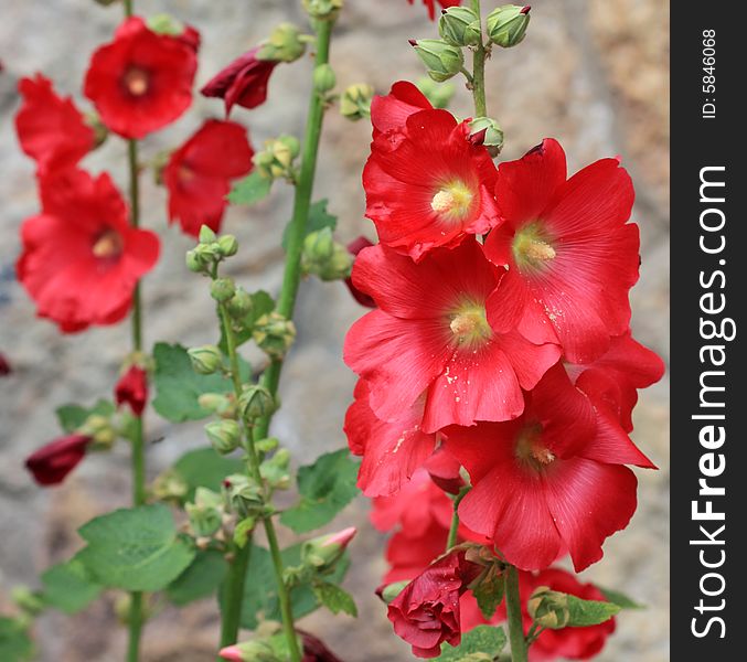 Beautiful flowers in a small garden