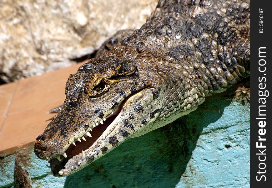 Image of an beautiful crocodile