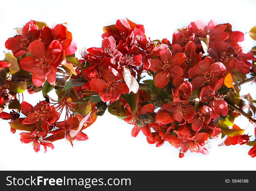 Branch of red flowers over white