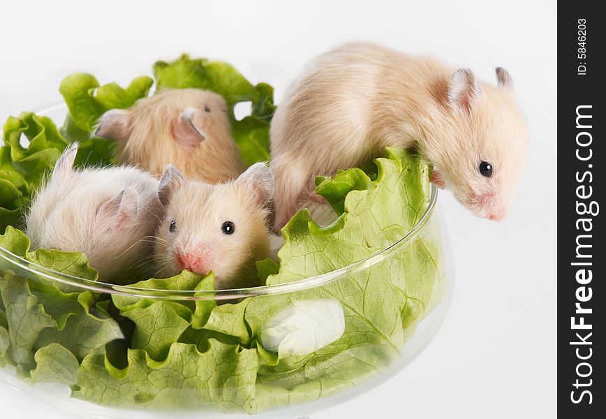 Several hamsters sitting at glass with salad. Several hamsters sitting at glass with salad