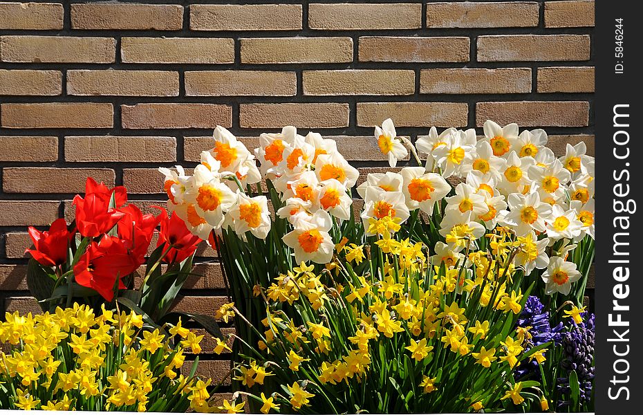 Daffodils and other flowers against brick wall. Daffodils and other flowers against brick wall