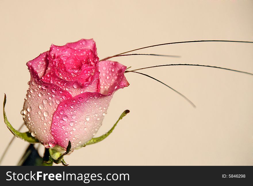 Beautiful pink rose with waterdrops