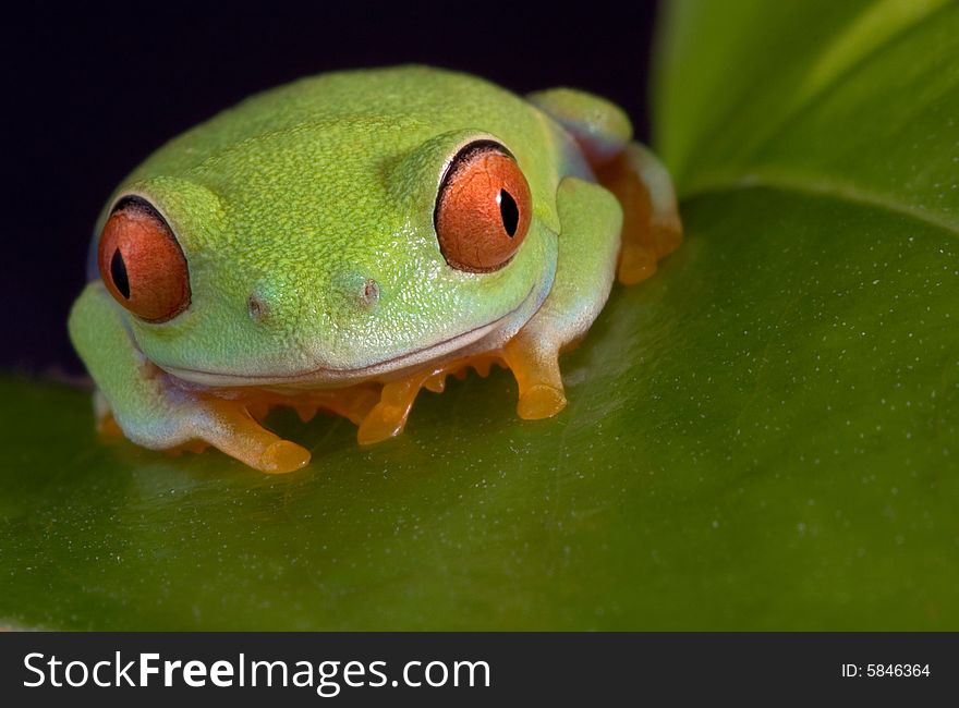 A baby red-eyed tree frog is sitting on a leaf. A baby red-eyed tree frog is sitting on a leaf.