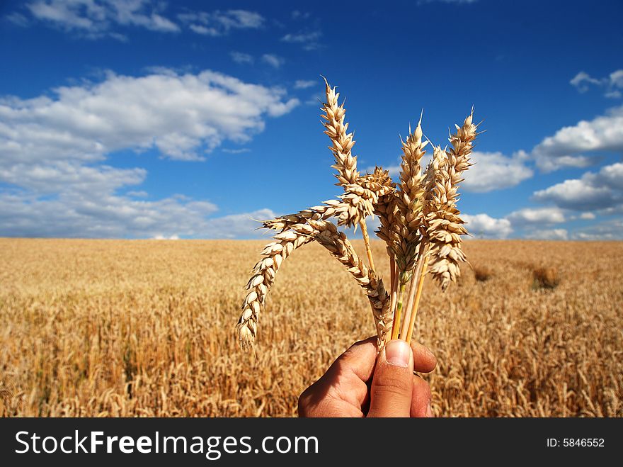 Grain And Hand