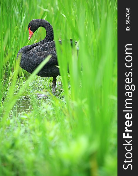 A black swan beside the lake