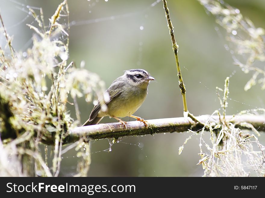 Rufous-browed Peppershrike (Cyclarhis Gujanensis)