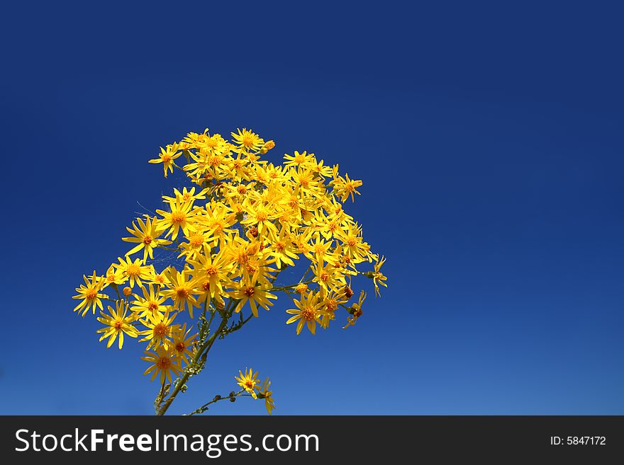 Bright yellow flower bunch under blue sky