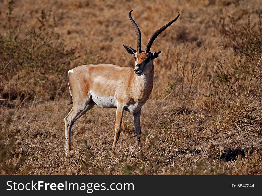 Gazelle In Ngorongoro N.P.