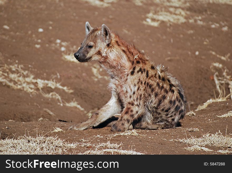 Hyena In Ngorongoro N.P. In Tanzania