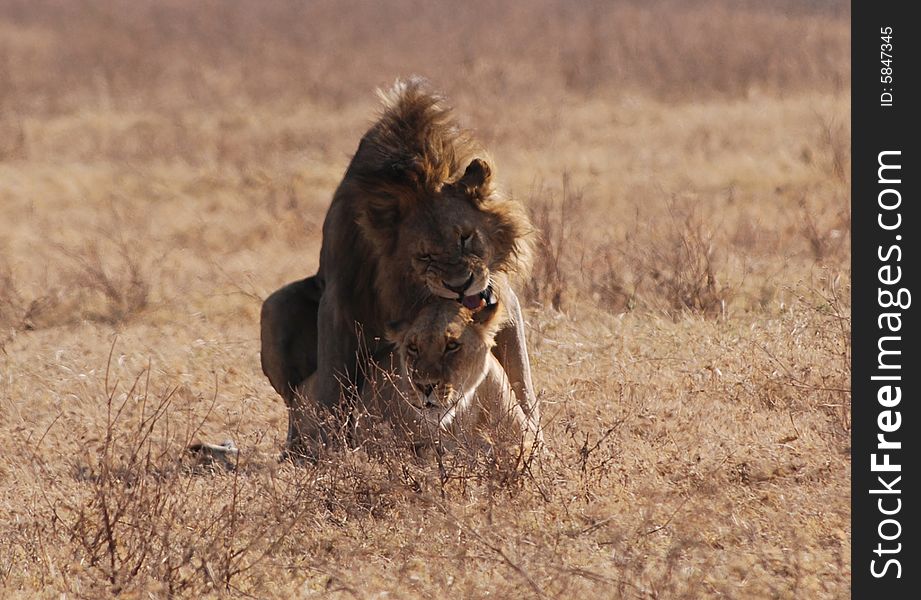 Lions In Love In Ngorongoro N.P. In Tanzania