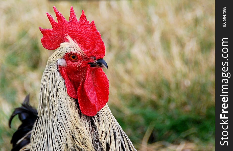 Head shot of a rooster on a farmyard