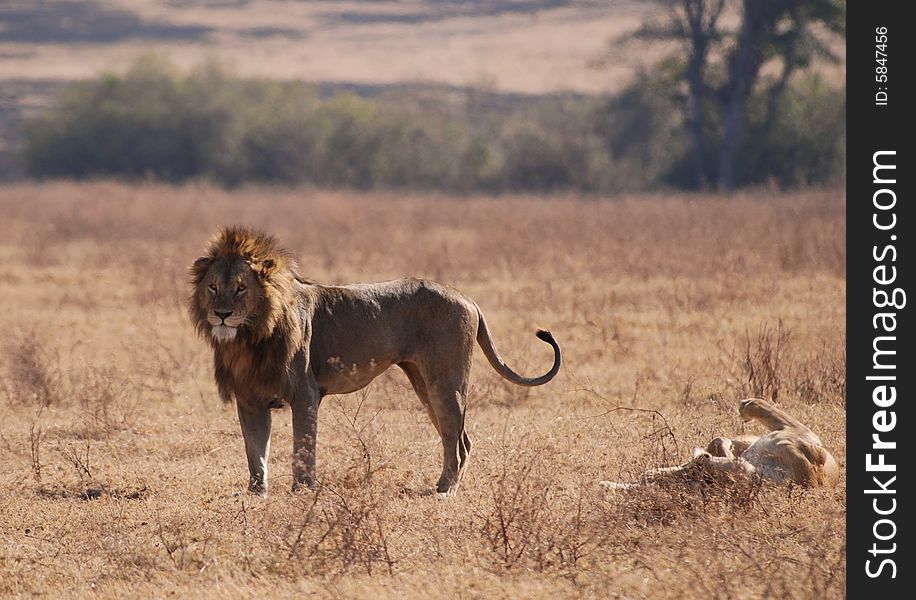 Lions In Ngorongoro N.P. In Tanzania