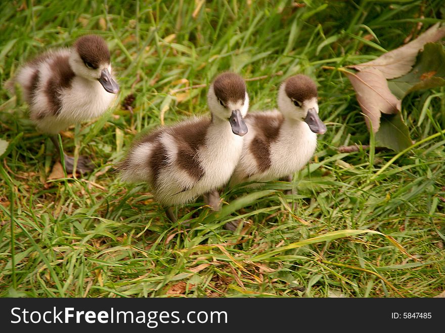 Three young Egyptian geese in the grass