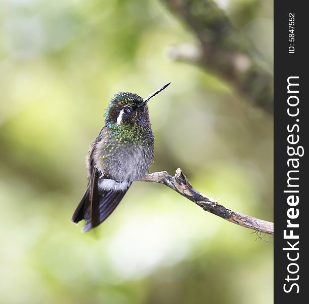 Green-crowned Brilliant (Heliodoxa jacula). Monteverde, Costa Rica.