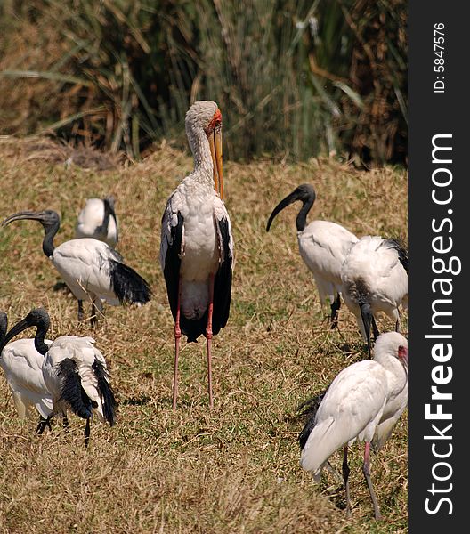 Birds In Ngorongoro N.P. In Tanzania