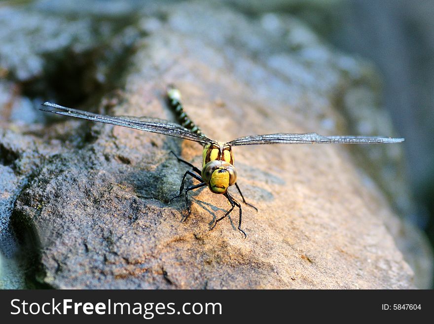 Dragonfly Drying