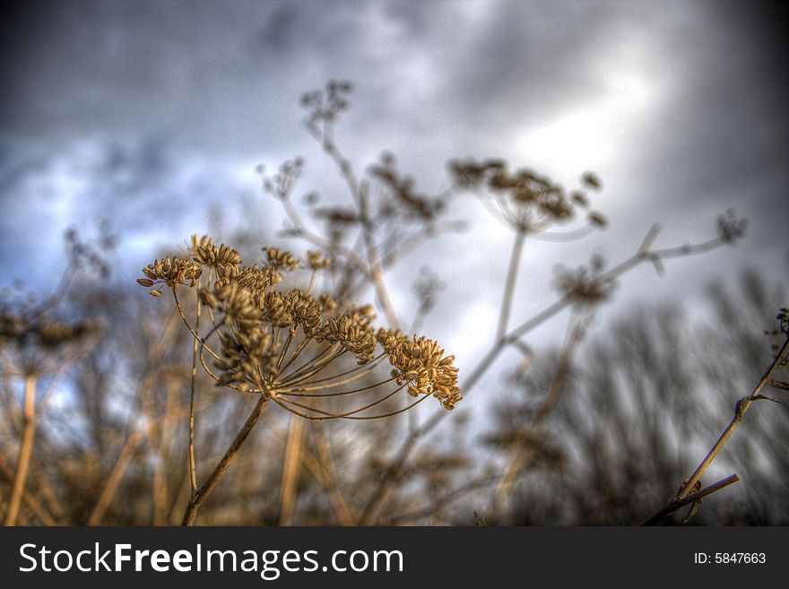 Close-Up of spontaneus flora with a cloudy background. Close-Up of spontaneus flora with a cloudy background.