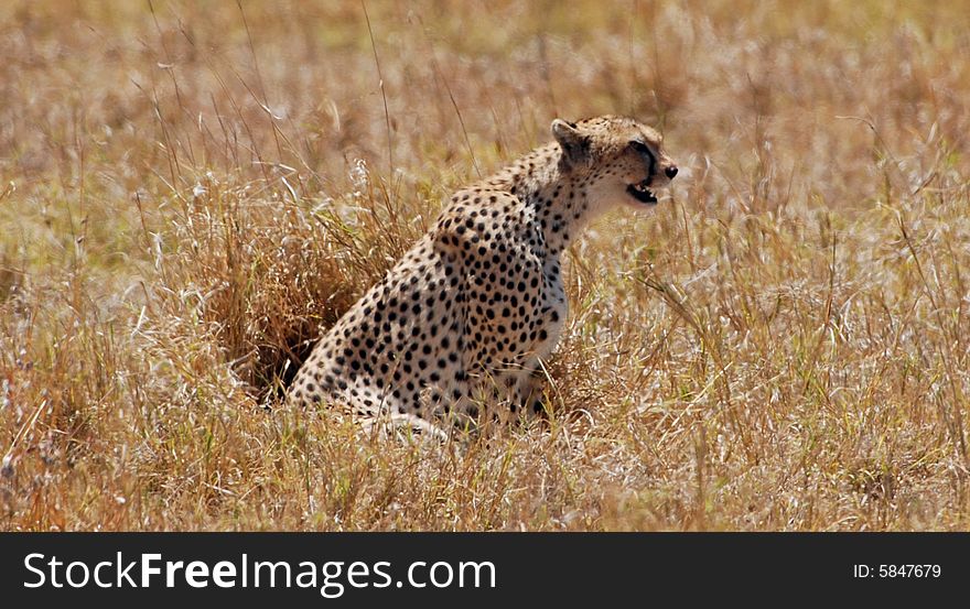 Leopard In Ngorongoro N.P. In Tanzania