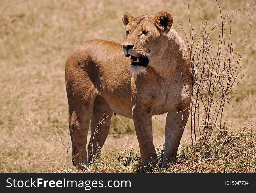 Lion In Ngorongoro N.P. In Tanzania