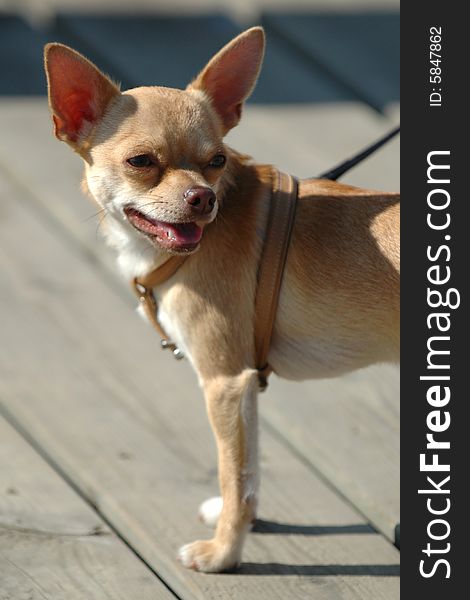 Sweet chihuahua dog is looking