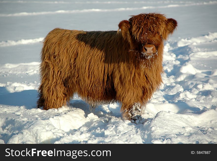 Young calf at winter time