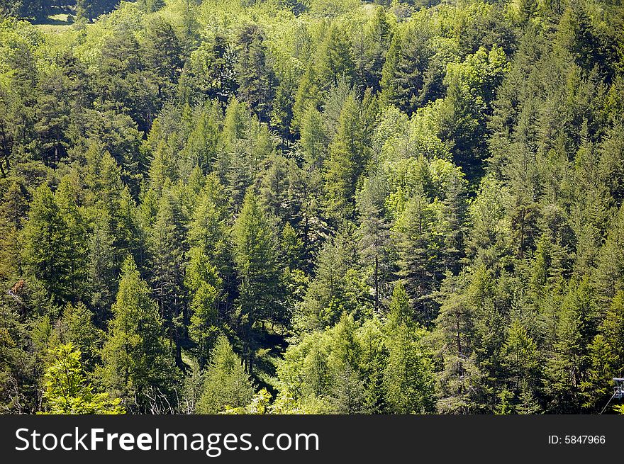 Mountain Trees Texture