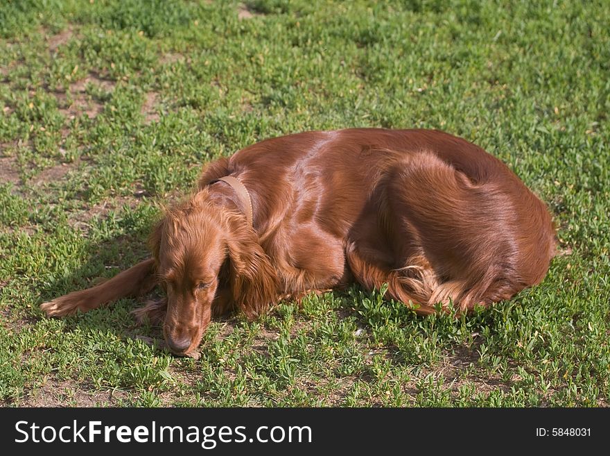 Young irish setter on green field. Young irish setter on green field