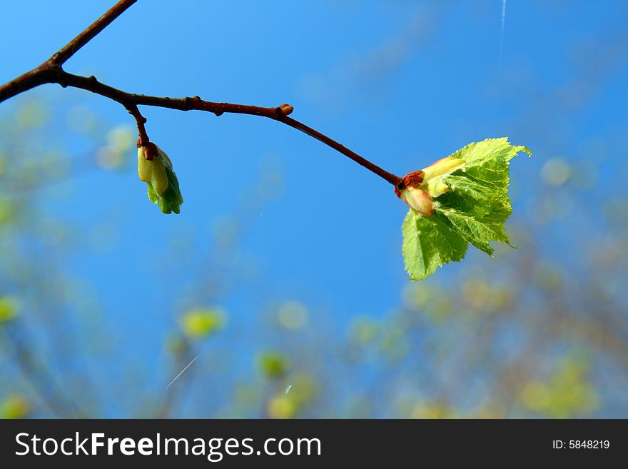 Spring leaf - new life concepts