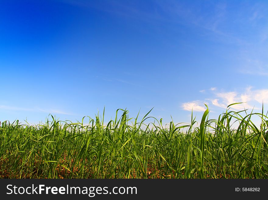 Green grass under blue sky background
