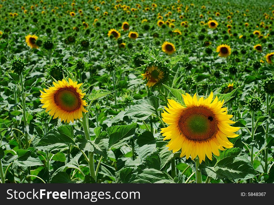 Sunflowers heads in a field. Sunflowers heads in a field
