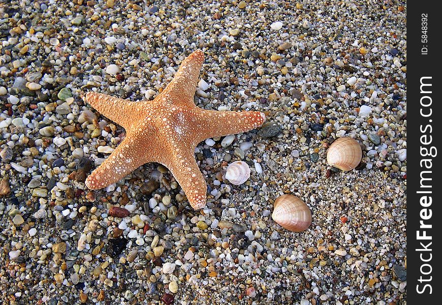 Red starfish lying on the coast