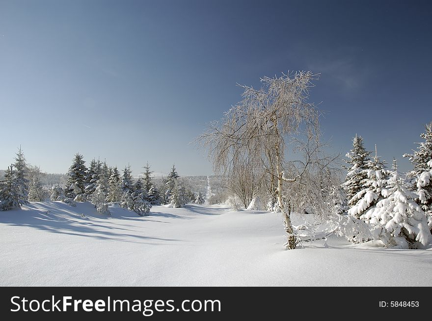 Landscape with trees in winter season. Landscape with trees in winter season