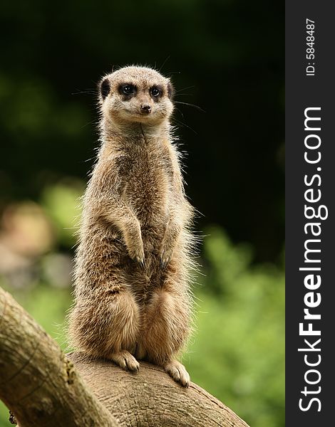 Animals: meerkat standing guard on log