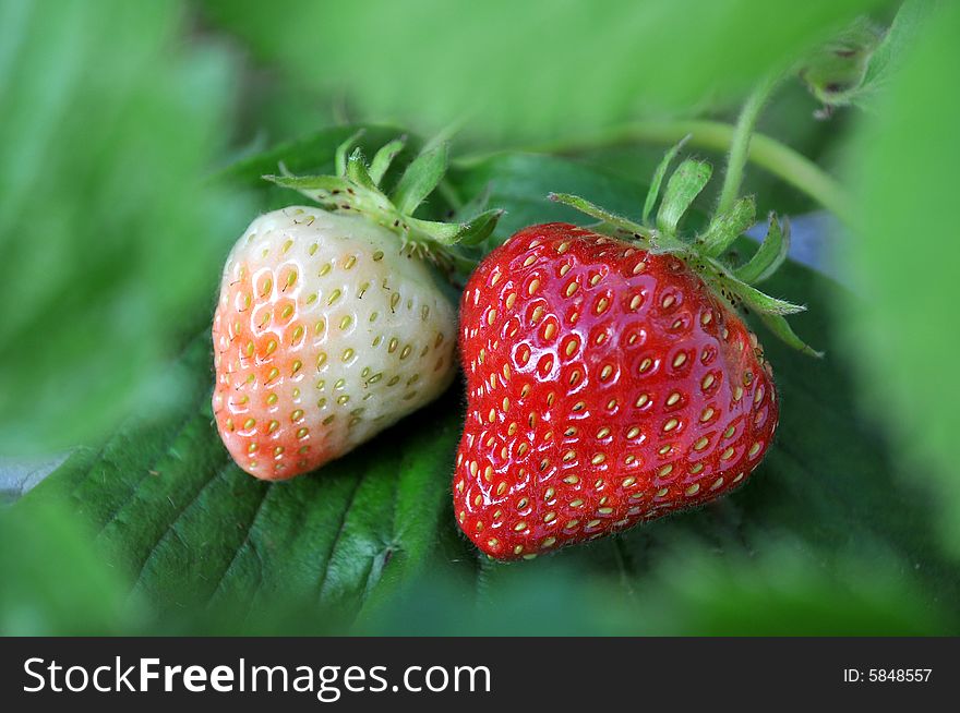Ripe And Unripe Strawberries